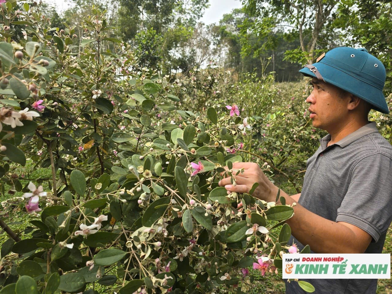 Thuần hoá cây sim rừng, người nông dân hái “quả ngọt”